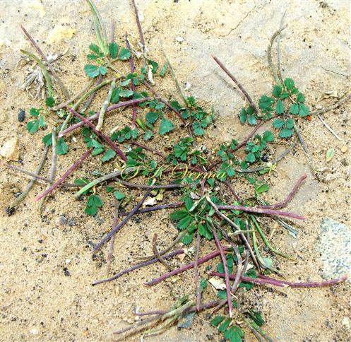  Plant